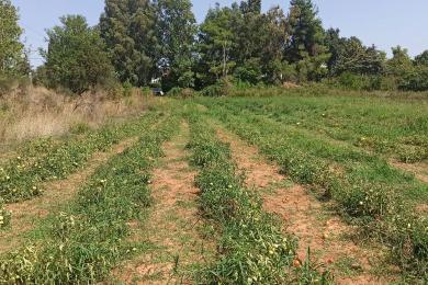 Agricultural Land Plot προς Sale - ANIXI, ATTICA