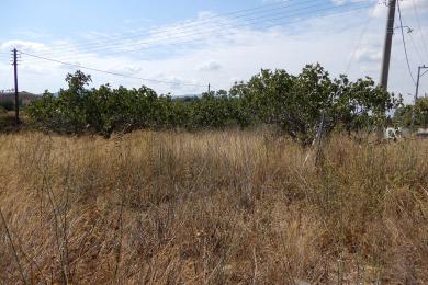 Agricultural Land Plot προς Sale - MARKOPOULO MESOGION, ATTICA